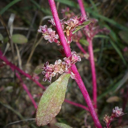 Amaranthus torreyi Floare