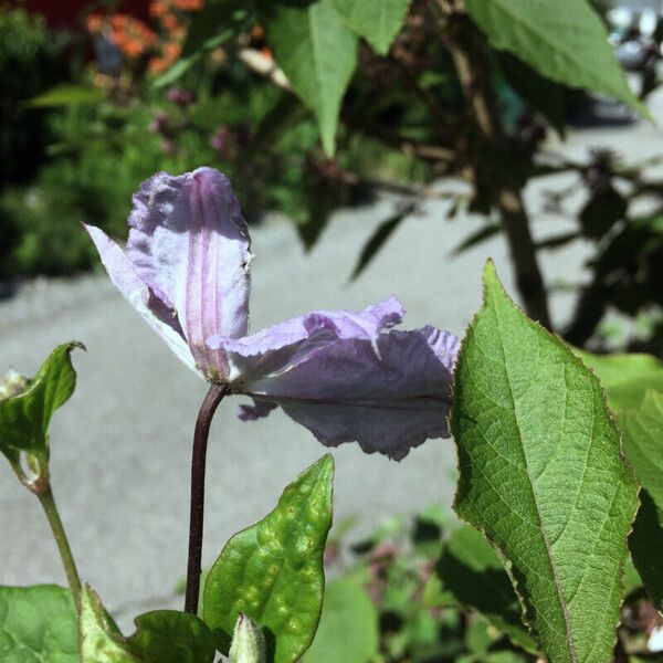 Clematis integrifolia Flower