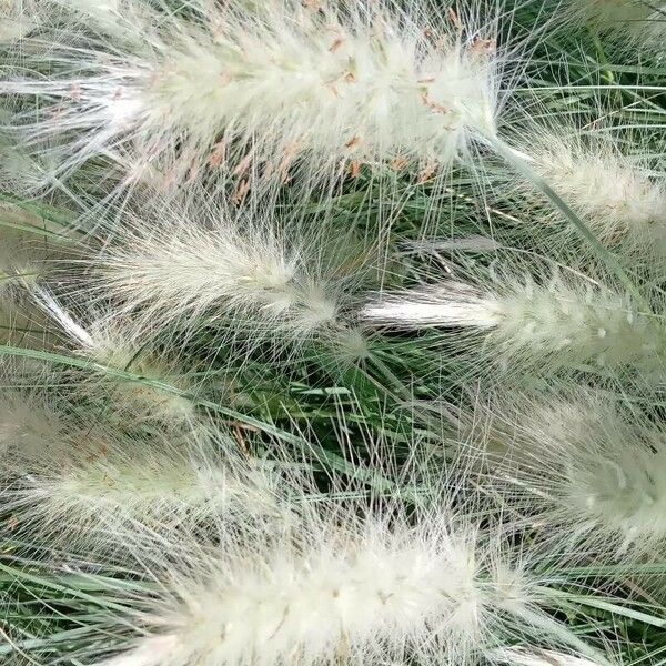 Pennisetum orientale Blüte