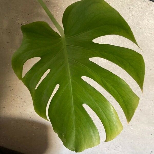 Monstera deliciosa Leaf