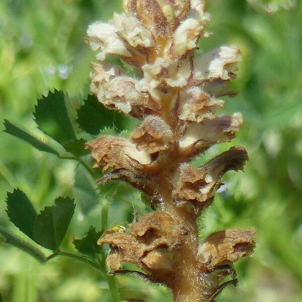 Orobanche minor Virág