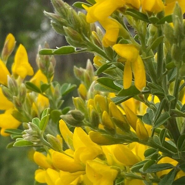 Genista canariensis Blodyn