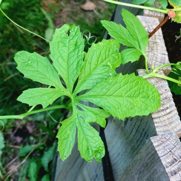 Cyclanthera pedata Leaf