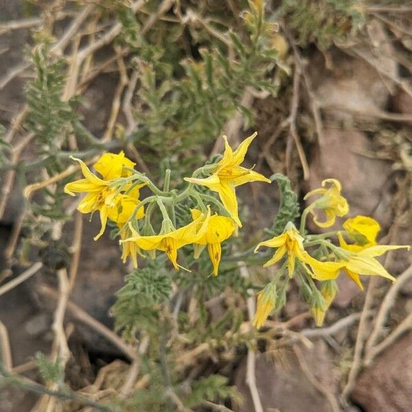 Solanum chilense