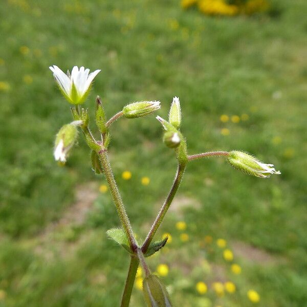 Cerastium pumilum Yeri