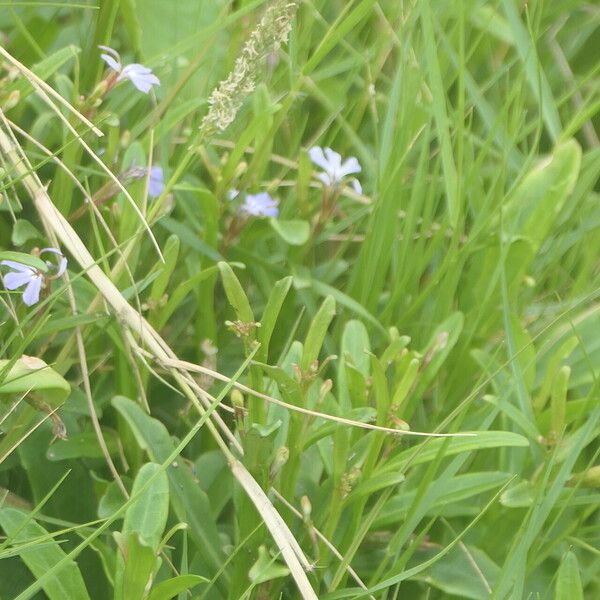 Lobelia anceps Folha