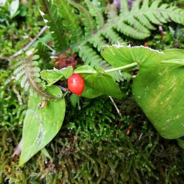 Streptopus amplexifolius Fruit