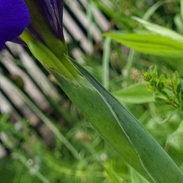 Iris latifolia Leaf