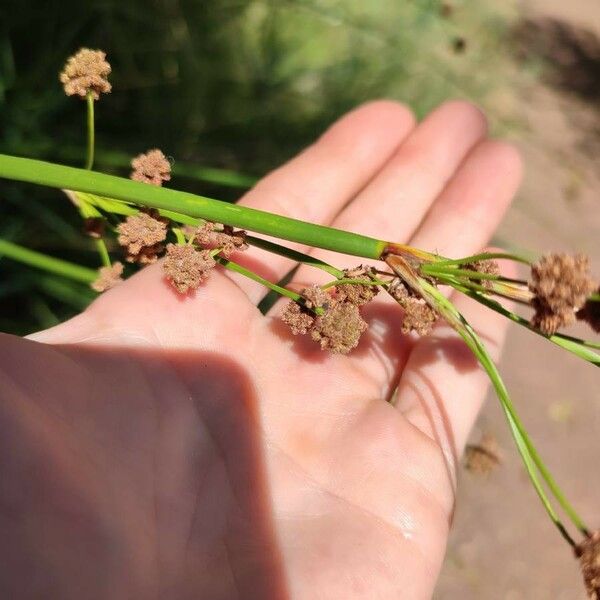 Scirpoides holoschoenus Flor