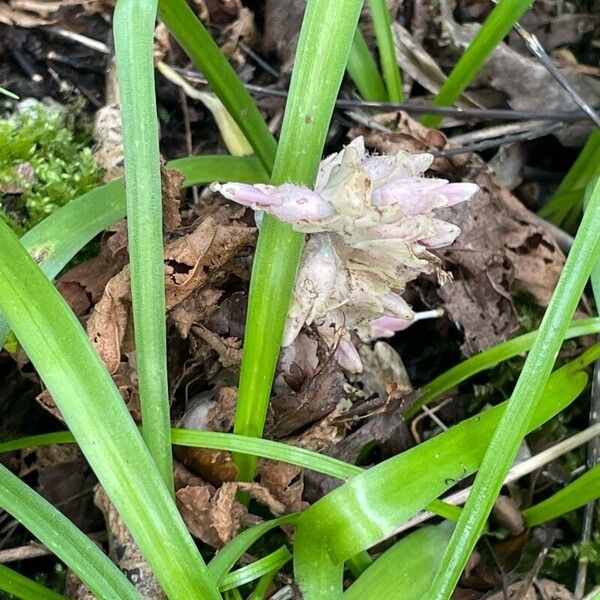 Lathraea squamaria Leaf