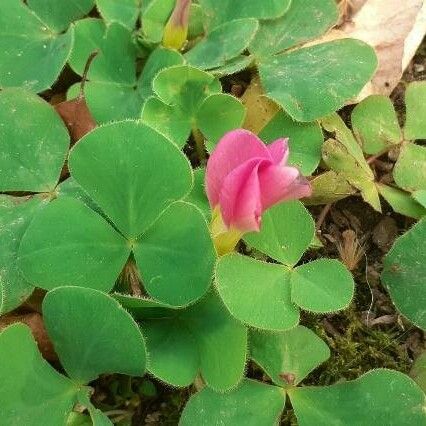 Oxalis purpurea Blüte