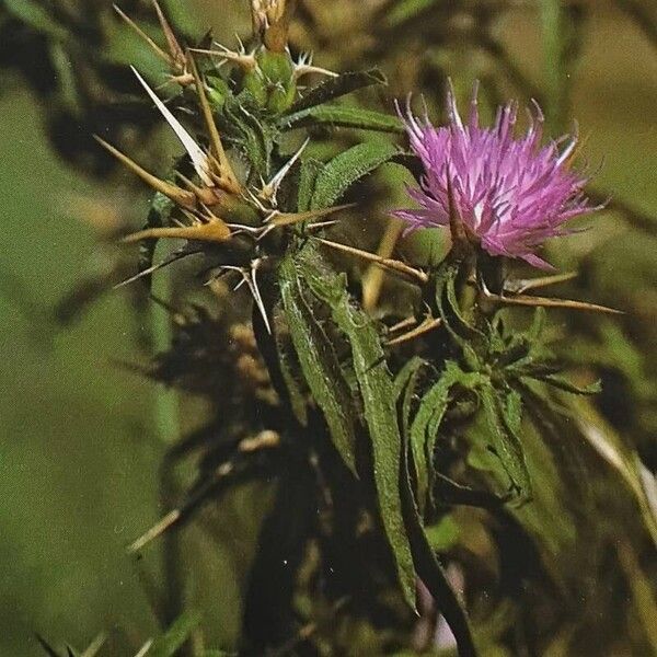 Centaurea calcitrapa Habitatea