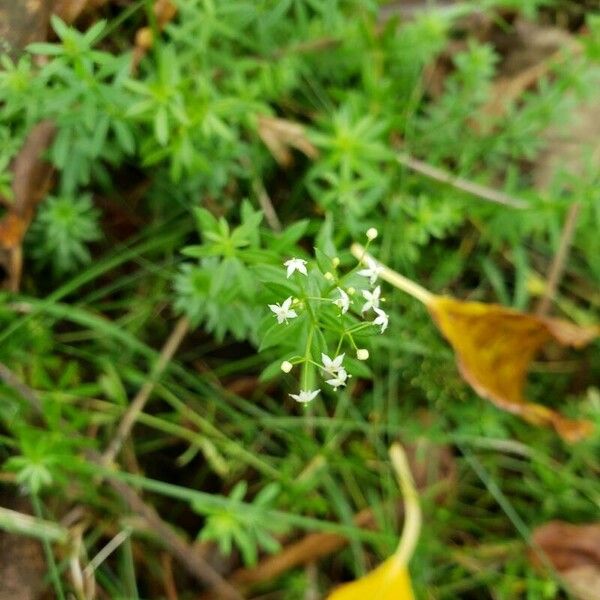 Galium album Цветок