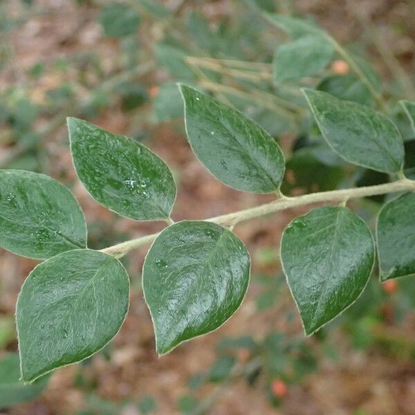 Cotoneaster simonsii Blad