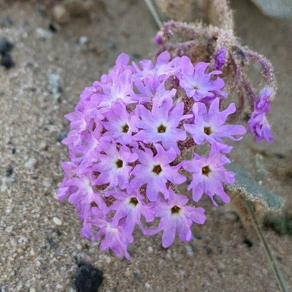 Abronia pogonantha Flor