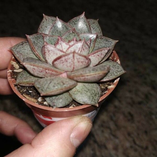 Echeveria purpusiorum Folha