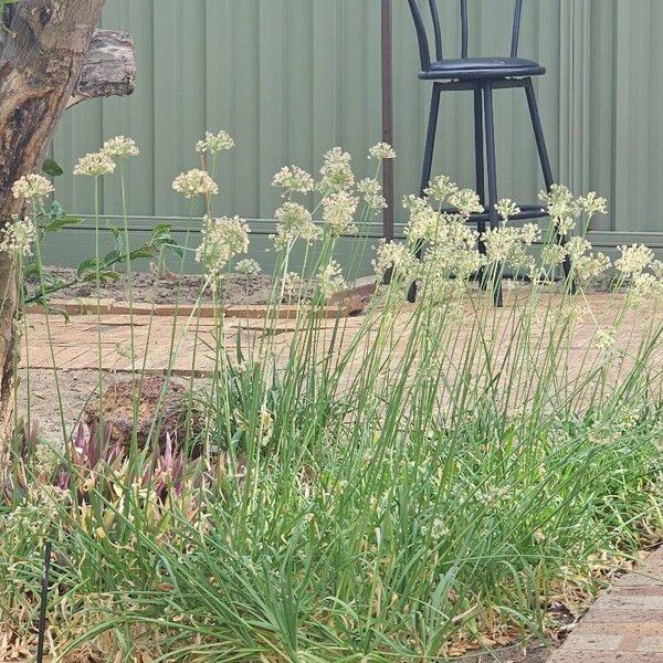 Allium tuberosum Flor