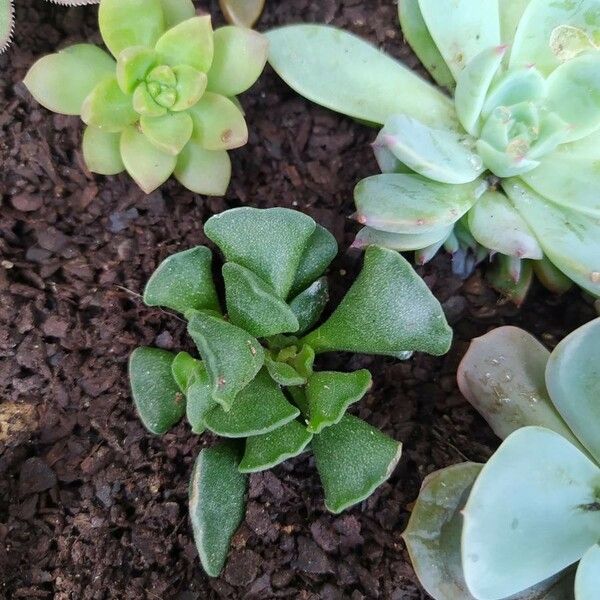 Adromischus cristatus Leaf