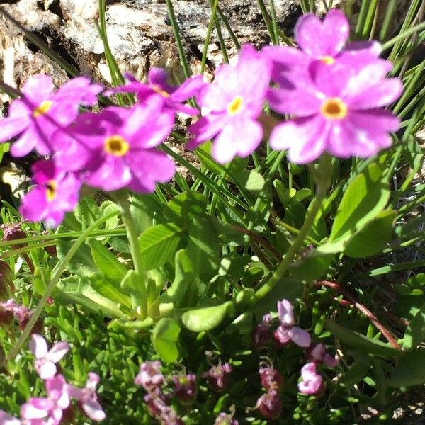 Primula farinosa Pokrój