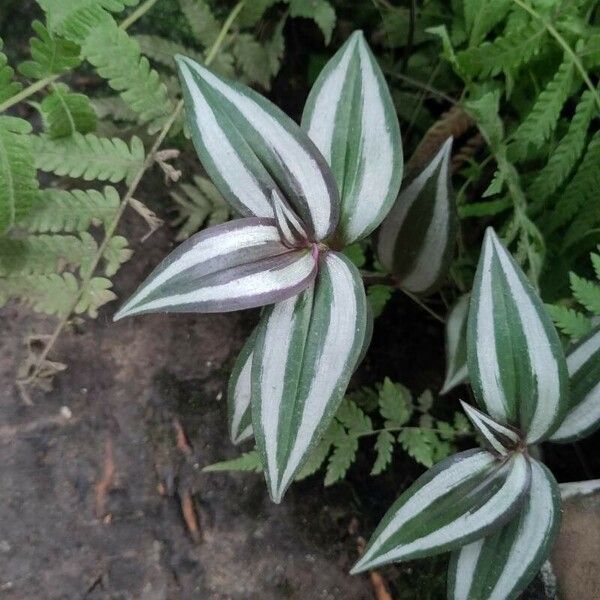 Tradescantia zebrina Feuille