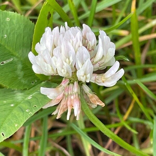 Trifolium repens Flor