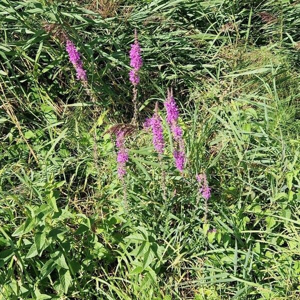 Lythrum salicaria 整株植物