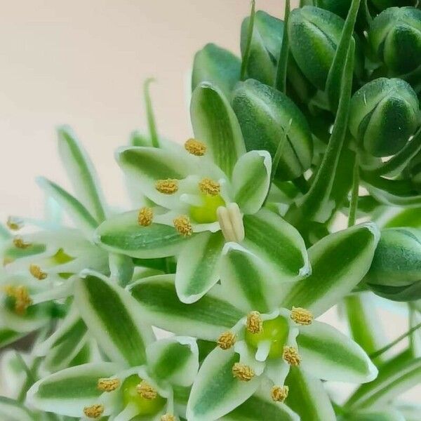 Albuca bracteata Blüte