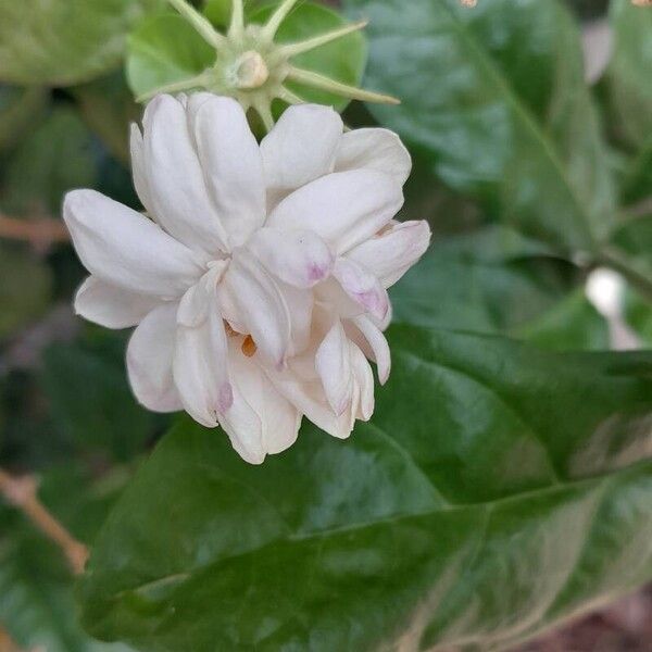 Jasminum sambac Žiedas