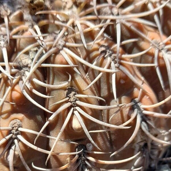 Gymnocalycium spegazzinii خشب