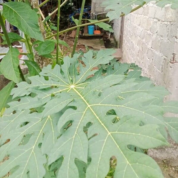 Carica papaya Blatt