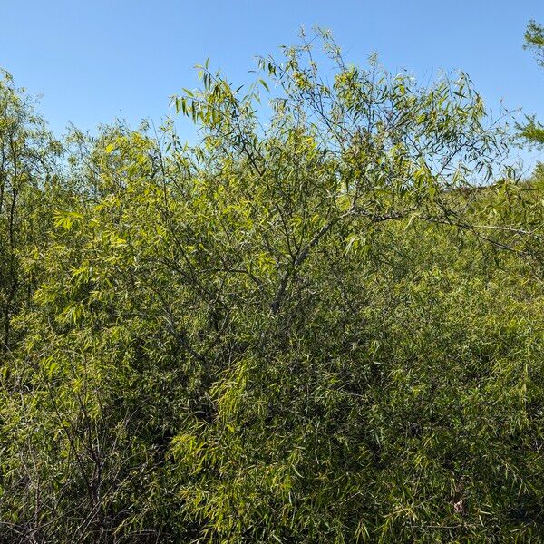Salix caroliniana Hábito