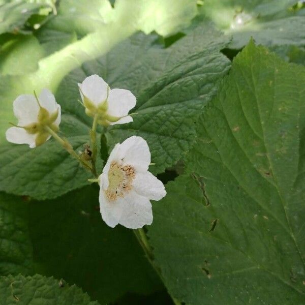 Rubus parviflorus Flower