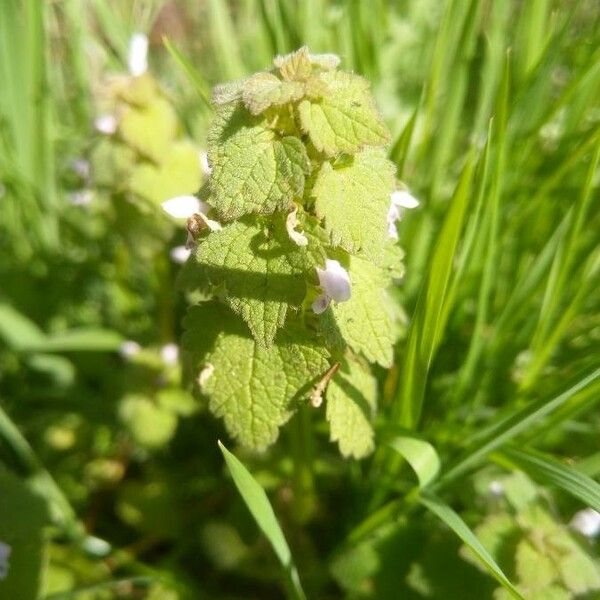 Lamium purpureum Leaf