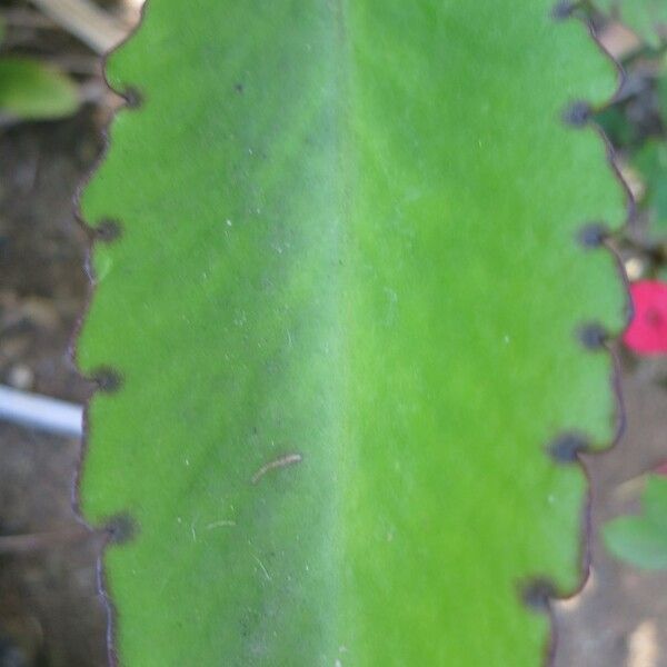 Kalanchoe pinnata पत्ता