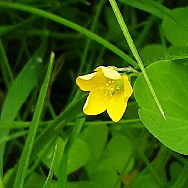 Oxalis stricta Blomma