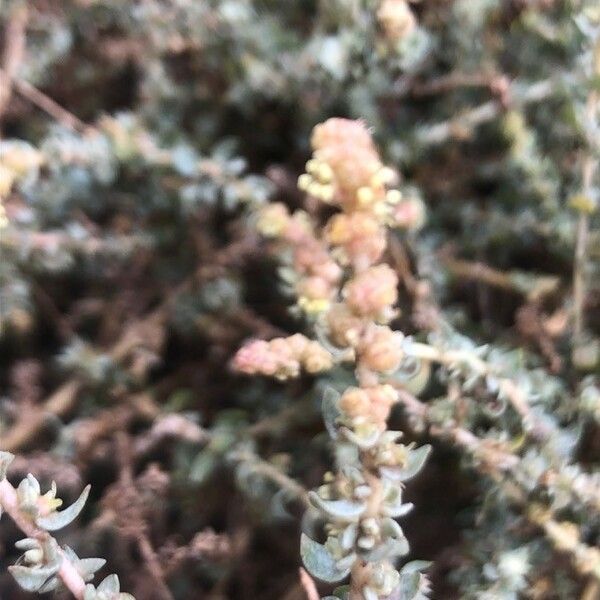 Atriplex glauca Leaf