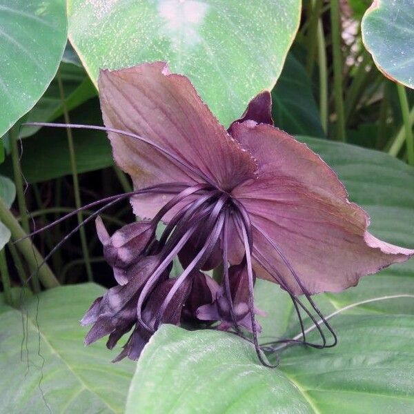 Tacca chantrieri Blüte