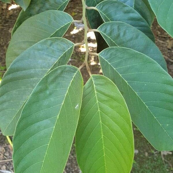 Annona senegalensis Blad