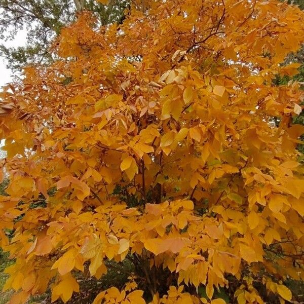 Carya ovata Συνήθη χαρακτηριστικά