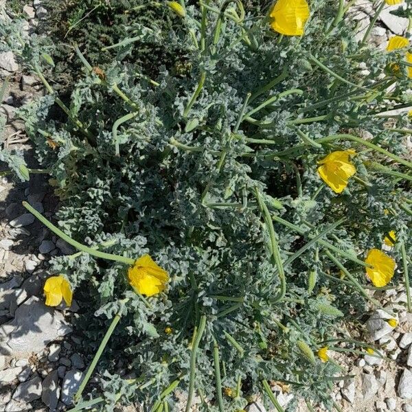 Glaucium flavum Habitat