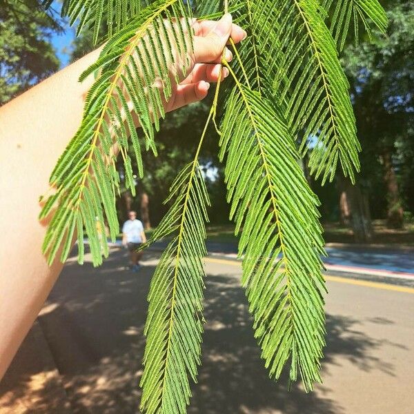 Anadenanthera colubrina Blad