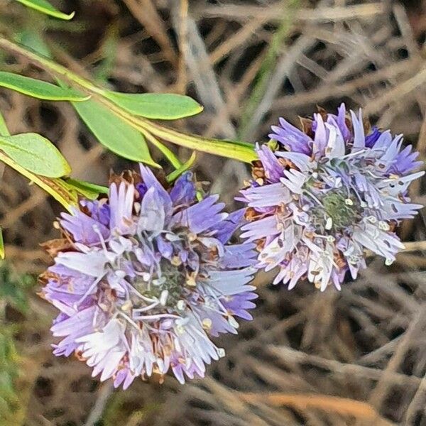 Globularia alypum Flower