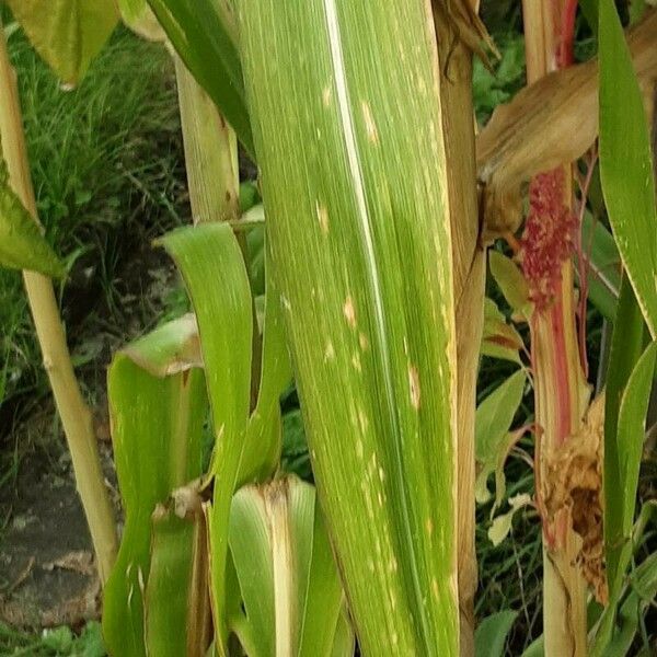 Zea mays Liść