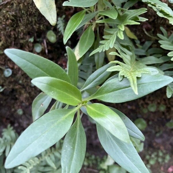 Valeriana lecoqii Blad