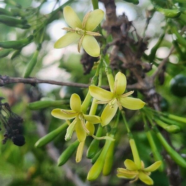 Pavetta gardeniifolia Fiore