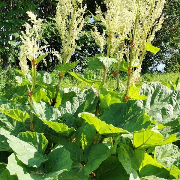 Rheum palmatum Hábitos