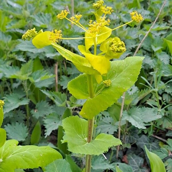 Smyrnium perfoliatum Λουλούδι