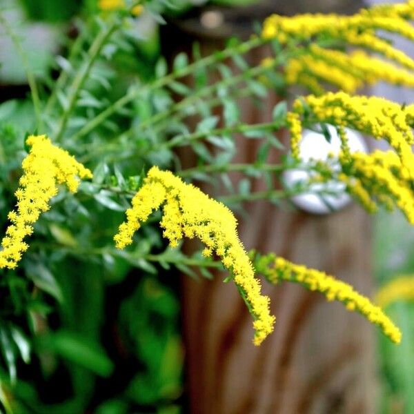 Solidago rugosa 整株植物