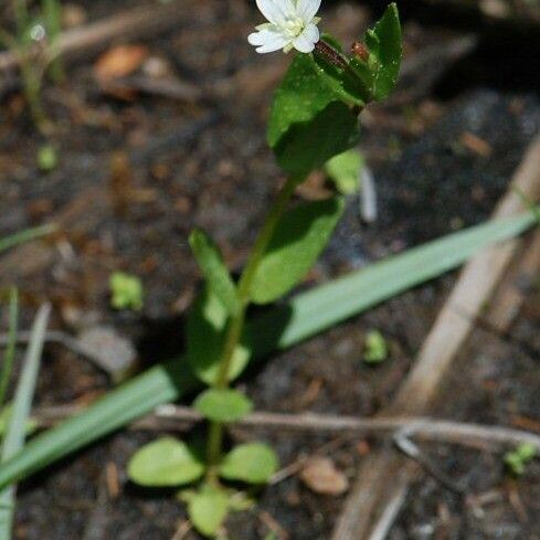 Epilobium lactiflorum عادت داشتن