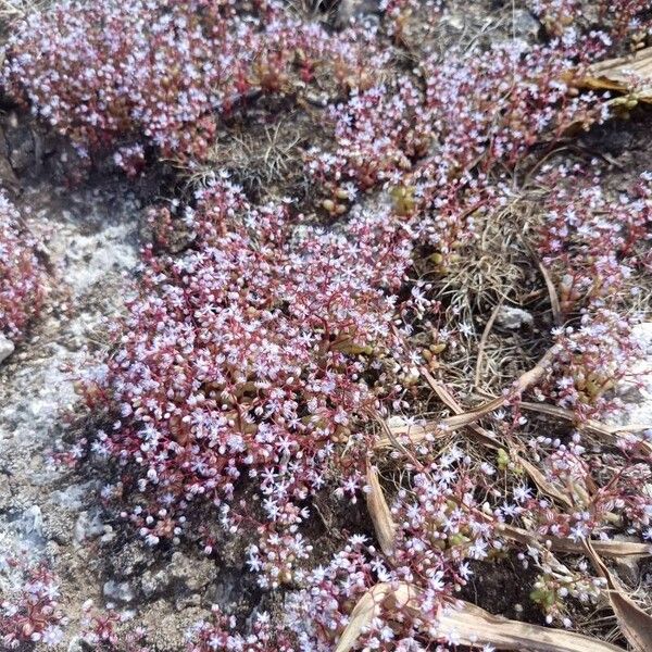 Sedum caeruleum Flor